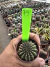 Gymnocalycium Thornless Vaso 6 Cod 79