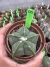 Astrophytum Nudum vaso 11 Cod 6