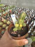 Chamaelobivia Variegata vaso 9 cod 2