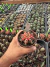 Gymnocalycium Multicolor pote 9 Cod 34 na internet