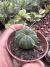 Euphorbia Meloformis vaso 7 na internet