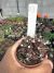 Gymnocalycium T- Rex vaso 6 cod 23