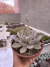 Echeveria Bervely cuia 17 - comprar online