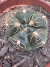 Gymnocalycium Denudatum vaso 11 - comprar online