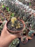 Echinopsis Chamaelobivia Variegata vaso 11 - comprar online