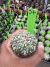 Astrophytum Asteria vaso 6 cod 57 - comprar online