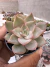Echeveria Romeu x Lilacina vaso 7