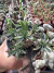 Euphorbia Japonica vaso 11