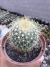 MAMMILLARIA PRINGLEI Vaso 9 na internet