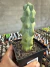 Myrtillocactus geometrizans cv Fukurokuryuzinboku vaso 12