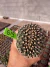 Gymnocalycium M. Cristata vaso 9 G19 na internet