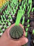 Gymnocalycium Thornless Vaso 6 Cod 96 - comprar online