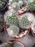 Mammilaria Albispina E. vaso 11 colônias - loja online