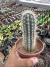 Pachycereus pringlei Vaso 12 - comprar online