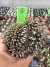 Gymnocalycium Mihanovichii Cristata vaso 9 cod 6