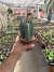 Myrtilliocactus Geometrizans vaso 12 três mudas - comprar online