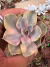 Echeveria Rainbow vaso 8 - comprar online