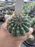 Gymnocalycium Thornless Vaso 6 Cod 3