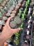 Gymnocalycium Quehlianum vaso 9 Duas mudas - comprar online