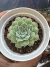 Echeveria Hiarium solta carunculas vaso 8 na internet