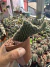 Cleistocactus Cristata ( rabo de sereia) vaso 11 Cod 2