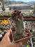 Echinopsis Chocolate monstruosa Cristata exertada Cod 2 na internet