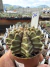 Gymnocalycium Híbrido Daydream vaso 6 Cod 76 - comprar online