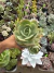 Echeveria peach pride Vaso 12 - comprar online