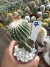 Notocactus scopa cv. inermis (enxerto - vaso 11 ) Cod 7 na internet