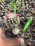 Mammilaria Arizona Cv S. Flor rosa vaso 9 cod 13 na internet