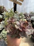 Echeveria Zesta vaso 11 - comprar online