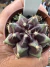 Gymnocalycium Híbrido Daydream vaso 6 Cod 97