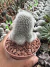Rebutia Muscula vaso 11 cod 8 - comprar online