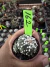 Astrophytum Asteria vaso 6 cod 162 - comprar online