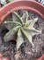 Astrophytum Capricorne vaso 11 colônias