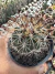 Turbinicarpus Horripilus Vaso 9 - comprar online