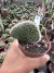 Cleistocactus Cristata ( rabo de sereia) vaso 11 Cod 6