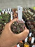 Gymnocalycium Mihanovichii variegata vaso 6 Cod 1 - comprar online