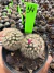 Mammilaria Arizona Cv S. Flor rosa vaso 9 cod 14 - comprar online