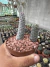 Tephrocactus Articulatus vaso 11 - sjplantas