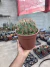 Ferocactus Latispinus vaso 20 Matriz - comprar online