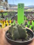 Astrophytum Kikko Híbridos vaso 7 cod 13