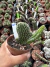 Cleistocactus Cristata ( rabo de sereia) vaso 11 cod 20 - comprar online