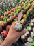 Astrophytum Asterias V-type Super Kabuto Vaso 6 cod 2 - comprar online