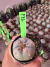 Lophophora Texana - Peyote vaso 9 P12 na internet