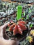 Gymnocalycium variegata 42 raiz própria vaso 9