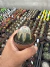 Notocactus Scopa Cristata vaso 7 Exertada - comprar online