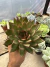 Echeveria Christmas vaso 11