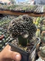 Copiapoa Tenuissima monstruosa exertada vaso 12