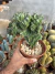 Euphorbia Láctea Cristata vaso 14